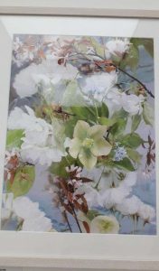 Photo by Rachel Wallace as part of the RHS Botanical Art and Photography Exhibition London Saatchi Gallery 2025