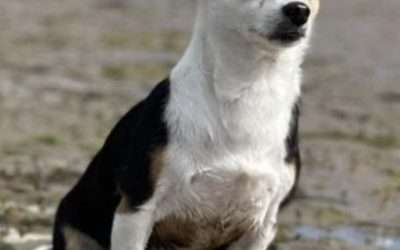 The Synchronicities of Animal Communication