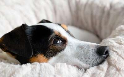 Do Dogs Really Have Love Languages, Values, OCD?